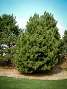 Сосна Чёрная (Pinus Nigra) купить по цене от 270.00р. в интернет-магазине «Посадика» с доставкой почтой в в Задонске и по всей России – [изображение №1].