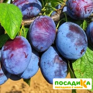 Слива Чачакская ранняя купить по цене от 229.00р. в интернет-магазине «Посадика» с доставкой почтой в в Задонске и по всей России – [изображение №1].