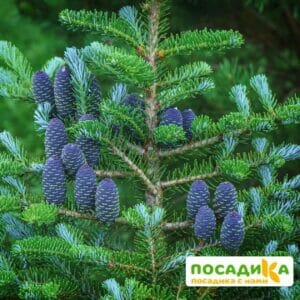 Пихта корейская (Abies koreana) купить по цене от 450.00р. в интернет-магазине «Посадика» с доставкой почтой в в Задонске и по всей России – [изображение №1].