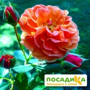 Роза Арабия купить по цене от 350.00р. в интернет-магазине «Посадика» с доставкой почтой в в Задонске и по всей России – [изображение №1].