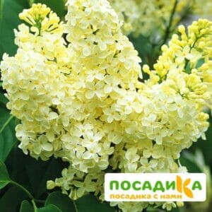 Сирень Примроуз (Primrose) купить по цене от 529.00р. в интернет-магазине «Посадика» с доставкой почтой в в Задонске и по всей России – [изображение №1].