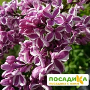 Сирень Сенсация купить по цене от 529.00р. в интернет-магазине «Посадика» с доставкой почтой в в Задонске и по всей России – [изображение №1].