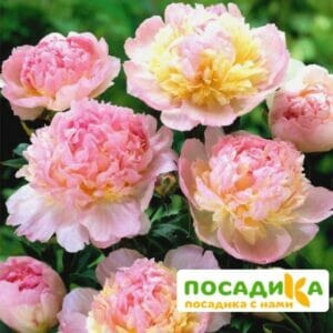 Пион Распберри Сандей (Paeonia Raspberry Sundae) купить по цене от 959р. в интернет-магазине «Посадика» с доставкой почтой в в Задонске и по всей России – [изображение №1].