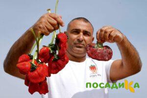Клубника Гигант Джорнея купить по цене от 266р. в интернет-магазине «Посадика» с доставкой почтой в в Задонске и по всей России – [изображение №1].
