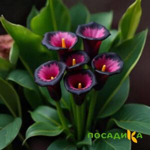 Калла Аура Лейс купить по цене от 400р. в интернет-магазине «Посадика» с доставкой почтой в в Задонске и по всей России – [изображение №1].