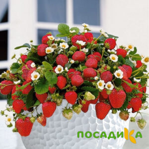 Клубника Рубиновый Шепот (горшечная) купить по цене от 240р. в интернет-магазине «Посадика» с доставкой почтой в в Задонске и по всей России – [изображение №1].