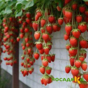 Клубника вьющаяся Комплимент купить по цене от 470р. в интернет-магазине «Посадика» с доставкой почтой в в Задонске и по всей России – [изображение №1].