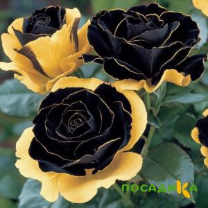 Роза Ханни Сикл купить по цене от 700р. в интернет-магазине «Посадика» с доставкой почтой в в Задонске и по всей России – [изображение №1].