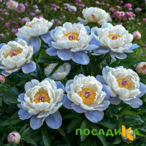 Пион акварельный Этюд купить по цене от 806р. в интернет-магазине «Посадика» с доставкой почтой в в Задонске и по всей России – [изображение №1].
