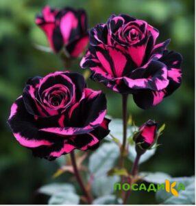 Роза Багровый Шепот купить по цене от 366р. в интернет-магазине «Посадика» с доставкой почтой в в Задонске и по всей России – [изображение №1].