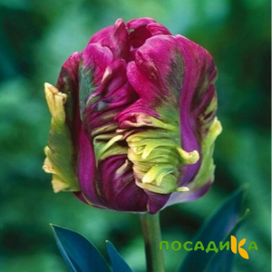 Тюльпан Экзотик Хэвен купить по цене от 186р. в интернет-магазине «Посадика» с доставкой почтой в в Задонске и по всей России – [изображение №1].
